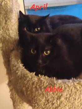 April -  Domestic Short Hair Cat for Adoption in Spencerville, Ontario - April | PetCurious