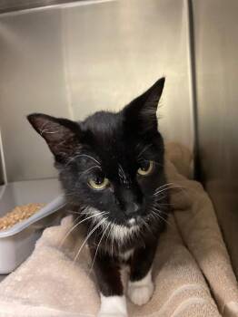 Spencer -  Domestic Short Hair Cat for Adoption in Meriden, Connecticut - Spencer | PetCurious