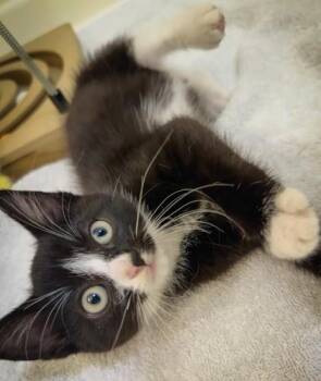 Chloe -  Domestic Short Hair Cat for Adoption in New Hope, Pennsylvania - Chloe | PetCurious