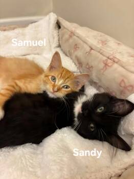 Samuel (male) and Sandy (female) -  Domestic Medium Hair Cat for Adoption in Chicopee, Massachusetts - Samuel (male) And Sandy (female) | PetCurious