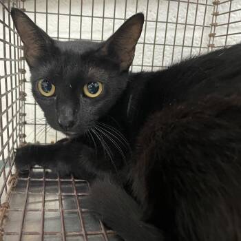 Domestic Short Hair Cats Available for Adoption in Edinburg, Texas - Catie B | PetCurious