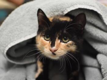 Poppy Fka Eclair -  Domestic Short Hair Cat for Adoption in Portland, Oregon - Poppy Fka Eclair | PetCurious