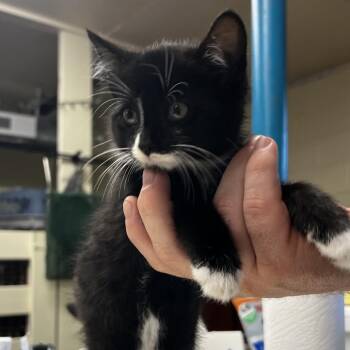Aioli -  Domestic Short Hair Cat for Adoption in Harrisville, West Virginia - Aioli | PetCurious