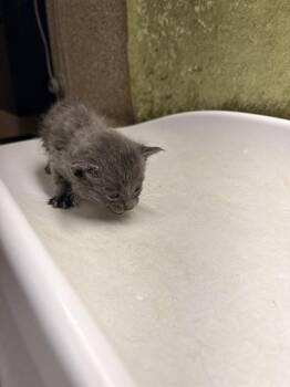 Domestic Short Hair Cats Available for Adoption in Riverside, California - BELLA | PetCurious