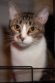 Mika -  Domestic Short Hair Cat for Adoption in Houston, Texas - Mika | PetCurious