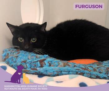 Domestic Short Hair Cats Available for Adoption - Furguson | PetCurious