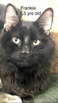 Domestic Long Hair Cats Available for Adoption in Telford, Pennsylvania - Frankie ( Free At Last Litter) Group #3 | PetCurious