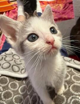 Domestic Short Hair Cats Available for Adoption in Herndon, Virginia - Tracy | PetCurious