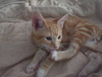 Buzz -  Tabby Cat for Adoption in Lawrenceville, Georgia - Buzz | PetCurious