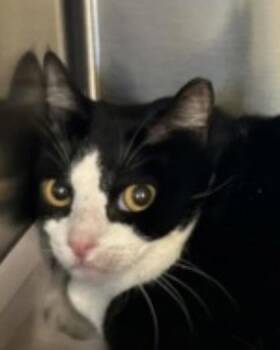 Domestic Short Hair Cats Available for Adoption - Jingles | PetCurious