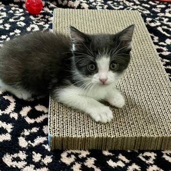 Domestic Short Hair Cats Available for Adoption in Fairmont, West Virginia - Pansy | PetCurious