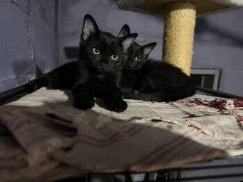 Salem -  American Shorthair and Bombay Cat for Adoption in Cincinnati, Ohio - Salem | PetCurious