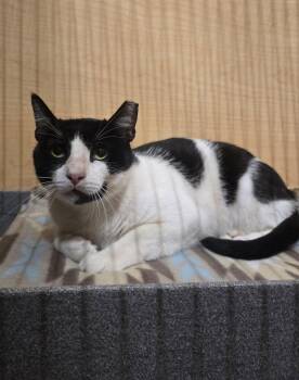 Domestic Short Hair Cats Available for Adoption in Warr Acres, Oklahoma - Skunk | PetCurious
