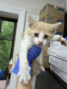 Domestic Short Hair Cats Available for Adoption in Pomona, New York - Rice Krispies | PetCurious