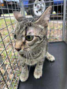 A138830 -  Domestic Short Hair Cat for Adoption in Palmetto, Florida - A138830 | PetCurious
