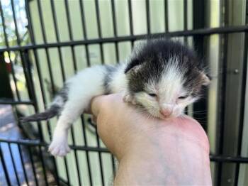 A657252 -  Domestic Short Hair Cat for Adoption in Houston, Texas - A657252 | PetCurious