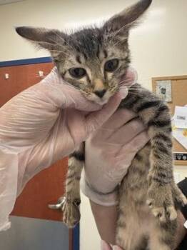 Pixie -  Domestic Short Hair Cat for Adoption in Charleston, South Carolina - Pixie | PetCurious