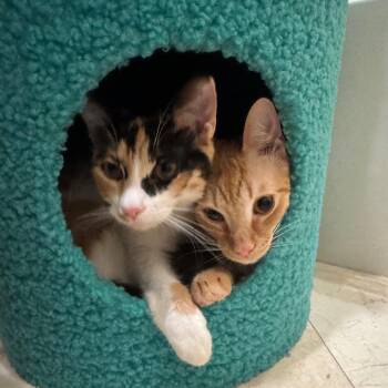 Hermes -  Domestic Short Hair Cat for Adoption in Fort Lauderdale, Florida - Hermes | PetCurious