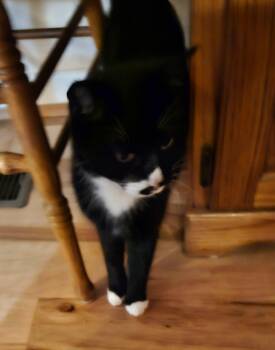 Domestic Short Hair and Tuxedo Cats Available for Adoption in Attalla, Alabama - Bany | PetCurious