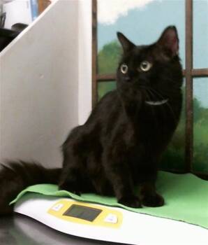A2098312 -  Domestic Long Hair and Domestic Short Hair Cat for Adoption in Houston, Texas - A2098312 | PetCurious