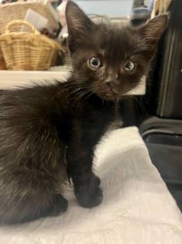 Rescue Domestic Short Hair Cats for Adoption in Fort Worth, Texas - Stevie Nicks (pre Adopt) | PetCurious