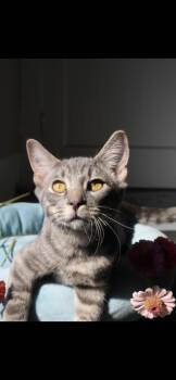 Obe Wan -  American Shorthair Cat for Adoption in Berea, Kentucky - Obe Wan | PetCurious