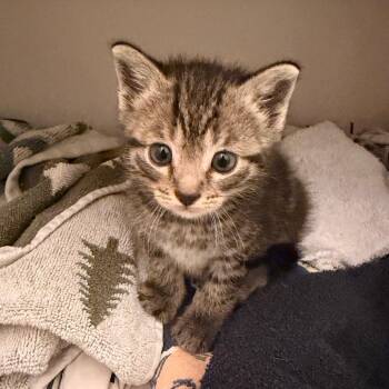 Patchouli -  Domestic Short Hair Cat for Adoption in Indianapolis, Indiana - Patchouli | PetCurious