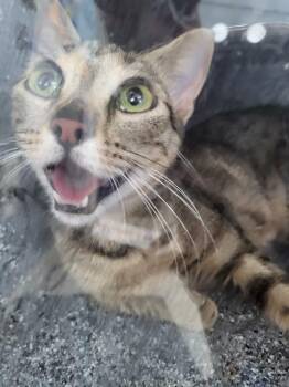 ESPRESSO -  Domestic Medium Hair Cat for Adoption in Dallas, Texas - ESPRESSO | PetCurious