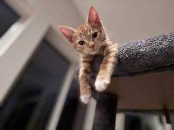 Domestic Short Hair Cats Available for Adoption in Broomall, Pennsylvania - Wasabi | PetCurious