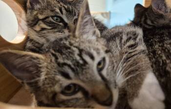 Vampire Slayer -  Domestic Short Hair Cat for Adoption in Fort Collins, Colorado - Vampire Slayer | PetCurious
