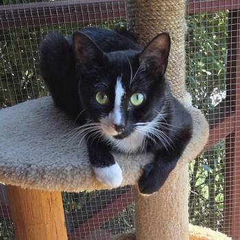 Miley -  Domestic Short Hair Cat for Adoption in Brimfield, Massachusetts - Miley | PetCurious