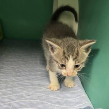 Parker -  Domestic Short Hair and American Shorthair Cat for Adoption in Bedford, Indiana - Parker | PetCurious