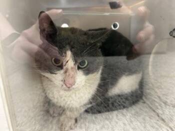 Domestic Short Hair Cats Available for Adoption in West Chester, Pennsylvania - Scarface | PetCurious
