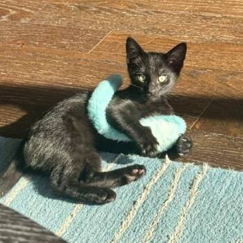 Victoria (bonded with Darjeeling) -  Domestic Short Hair Cat Available for Adoption in Chicago, Illinois - Victoria (bonded With Darjeeling) | PetCurious