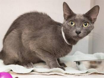 WANDA -  Domestic Short Hair Cat for Adoption in Phoenix, Arizona - WANDA | PetCurious