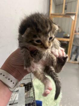 Clover -  Domestic Short Hair Cat for Adoption in Kell, Illinois - Clover | PetCurious