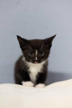 Tango -  Domestic Long Hair Cat for Adoption - Tango | PetCurious