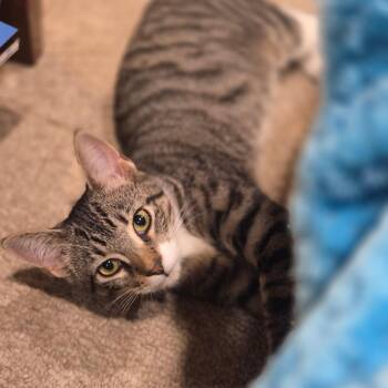 Hattie -  Domestic Short Hair and Tabby Cat for Adoption in Mastic, New York - Hattie | PetCurious