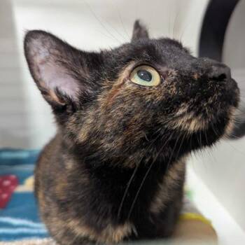 Lydia -  Domestic Short Hair Cat for Adoption in Seven Valleys, Pennsylvania - Lydia | PetCurious