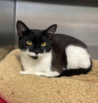 Cha Cha -  Domestic Short Hair Cat for Adoption in Othello, Washington - Cha Cha | PetCurious