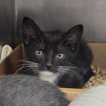 Haji -  Domestic Short Hair Cat for Adoption in Nashville, Tennessee - Haji | PetCurious