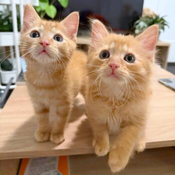 Flannel -  Domestic Short Hair Cat for Adoption in Woodinville, Washington - Flannel | PetCurious