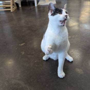 Rescue Domestic Short Hair Cats for Adoption in Tylertown, Mississippi - Dot | PetCurious