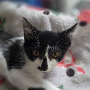Zoom -  Domestic Short Hair Cat for Adoption in Huntsville, Alabama - Zoom | PetCurious