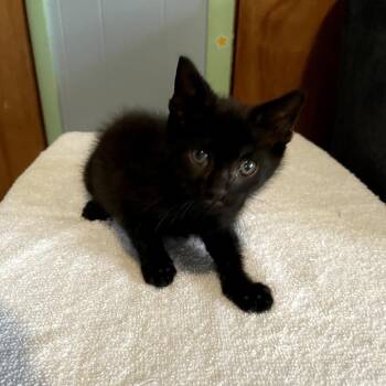 Buzz -  Domestic Short Hair Cat for Adoption in Ridgely, Maryland - Buzz | PetCurious