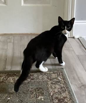 Rescue Domestic Short Hair Cats for Adoption in Greenville, South Carolina - Piper - AH | PetCurious