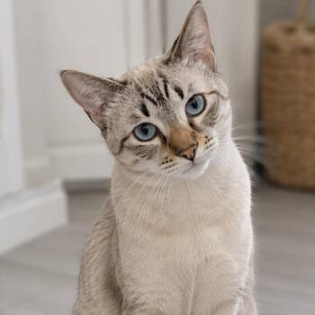 Vivaldi -  Siamese and Domestic Short Hair Cat for Adoption in Buffalo, New York - Vivaldi | PetCurious