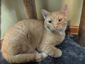 Rescue Domestic Short Hair Cats for Adoption in Port Barrington, Illinois - Charles (bonded With Camilla) | PetCurious