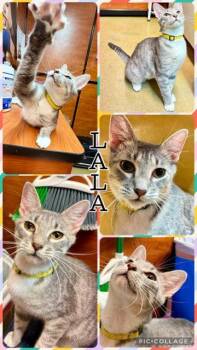 LALA -  Tabby Cat for Adoption in Lawton, Oklahoma - LALA | PetCurious