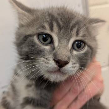 Mai Tai -  Domestic Short Hair Cat for Adoption in South Burlington, Vermont - Mai Tai | PetCurious